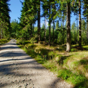 Read more about the article Szlak pieszy na Palenicę Białczańską